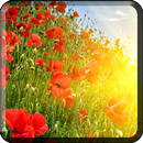 Flowers Wallpapers for Chat-APK