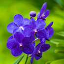 Orchid Flowers Wallpapers APK