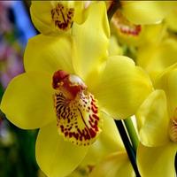 Orchid Flowers Wallpapers تصوير الشاشة 3