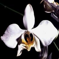 Orchid Flowers Wallpapers الملصق