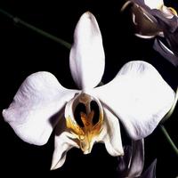 Orchid Flowers Wallpapers plakat
