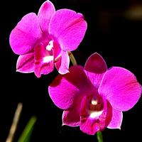 Orchid Flowers Wallpapers скриншот 1
