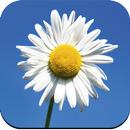 Beautiful Flower Wallpaper-APK