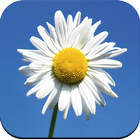 Beautiful Flower Wallpaper icon