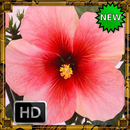 Flower Wallpaper APK