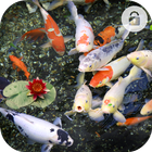 Koi Fish Lock Screen-icoon