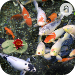 Koi Fish Lock Screen