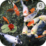 Koi Fish Lock Screen icon