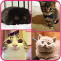 Fluffy Cat
