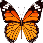 校園蝴蝶生態系統 icon