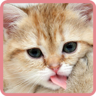 Cute Cats Wallpapers icône