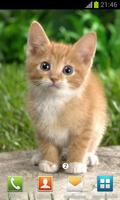 Cute Cats Wallpapers-poster