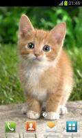 Cute Cats Wallpapers Affiche