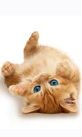 1 Schermata Cute Cats Wallpapers