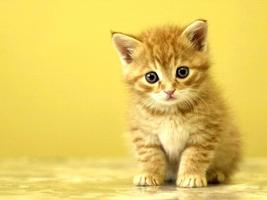 Cute Cats Wallpapers 截图 2