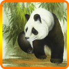 Panda Wallpaper icône