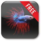 Betta Fish Live Wallpaper Free ikona