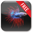 Betta Fish Live Wallpaper Free simgesi