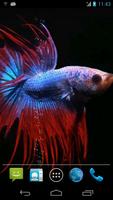 Betta Fish Live Wallpaper Free poster