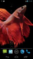 Betta Fish Live Wallpaper Free capture d'écran 1