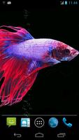 Betta Fish Live Wallpaper Free imagem de tela 3