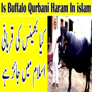 APK Kiya Bhains Ki Qurbani Karna Islam Main Jayez Ha