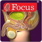 Urology - Medical Dictionary Zeichen