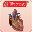 HEART - Digital Anatomy Atlas