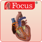 HEART - Digital Anatomy Atlas Zeichen