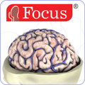 NEUROANATOMY - Digital Atlas