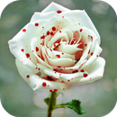 30 Flores APK