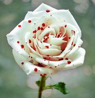 30 Flores スクリーンショット 2