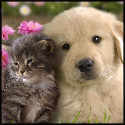 Fondos de Animales Tiernos