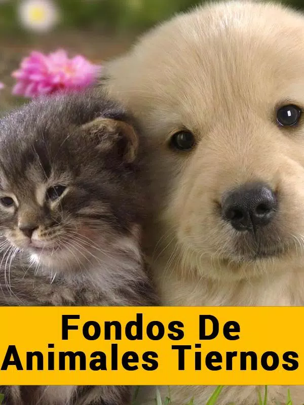 Fondos de Animales Tiernos APK for Android Download Fondos de Animales Tiernos APK for Android Download