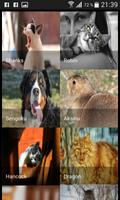 Wallpapers animals Affiche