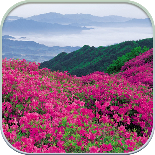 HD Mountain Flower Wallpaper