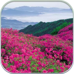 download HD Mountain Flower Wallpaper APK