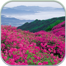 HD Mountain Flower Wallpaper APK