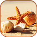 HD Seashell Live Wallpaper APK