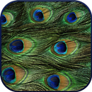 HD Peacock Feather Wallpaper APK