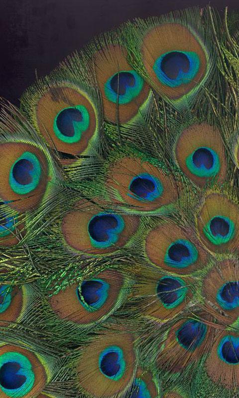 Download do APK de HD Peacock Feather Wallpaper para Android Download do APK de HD Peacock Feather Wallpaper para Android