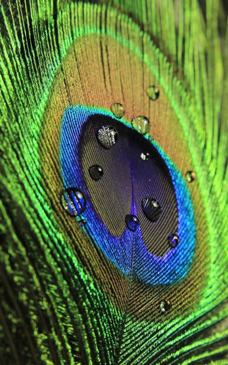 HD Peacock Feather Wallpaper for Android - APK Download