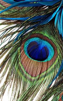 HD Peacock Feather Wallpaper Apk Screenshot HD Peacock Feather Wallpaper Apk Screenshot