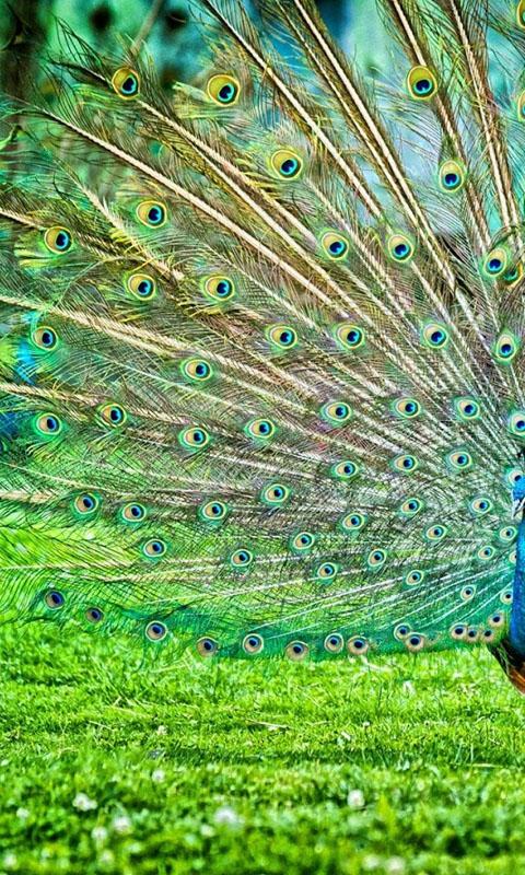 HD Peacock Feather Wallpaper APK for Android – Download HD Peacock Feather Wallpaper APK Latest Version from HD Peacock Feather Wallpaper APK for Android – Download HD Peacock Feather Wallpaper APK Latest Version from