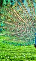 HD Peacock Feather Wallpaper capture d'écran 1