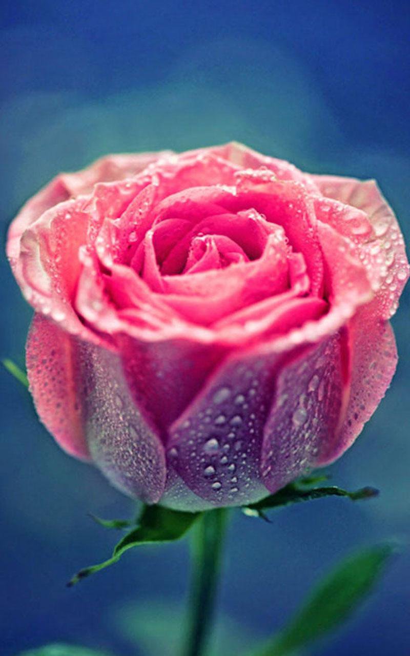 HD Pink Roses Live Wallpaper APK for Android Download