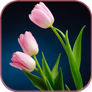 HD Pink Tulips Live Wallpaper APK