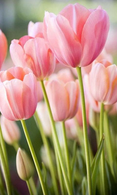 Featured image of post Tulips Wallpaper For Android Get the last version of tulips live wallpaper from personalization for android