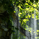forest live wallpaper APK