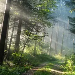 forest live wallpaper